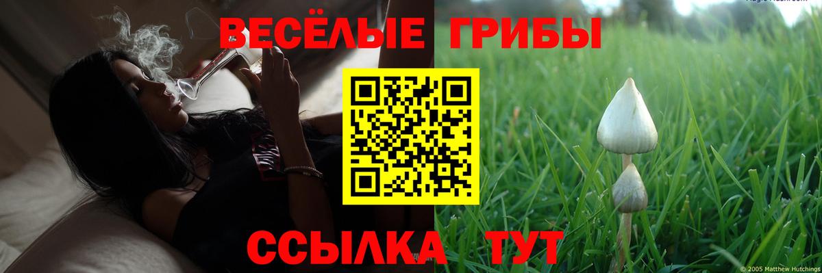 Псилоцибиновые грибы GOLDEN TEACHER Нововоронеж